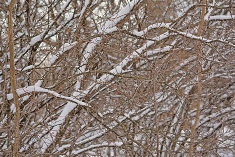 Snow Covered Bare Tree Branches Stock Image Image Of Frost