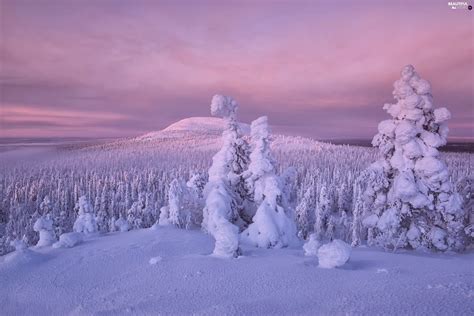 Trees Winter The Hills Finland Viewes Snowy Beautiful Views