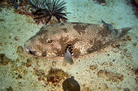 Stellate Puffer Fish Arothron Stellatus In The Filipino Sea December