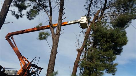 Give jason pence tree service a call for a free estimate. ** Axe Men Tree Services ** - Midland WA - 8 Reviews