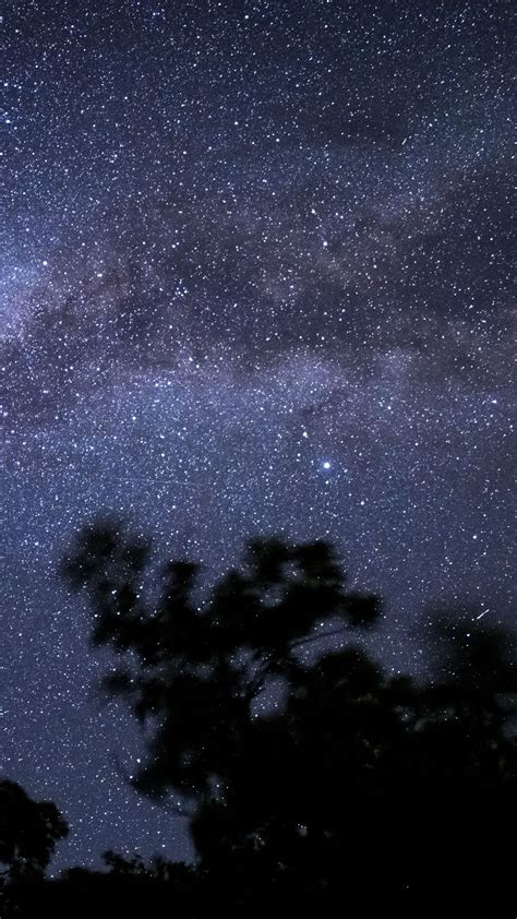 Download Wallpaper 1440x2560 Night Stars Silhouette Sky Trees Qhd