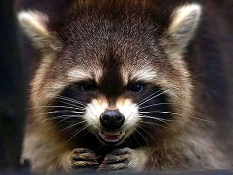 Pin By Amelia Zaffke On єнотик In 2020 Angry Animals Cute Raccoon