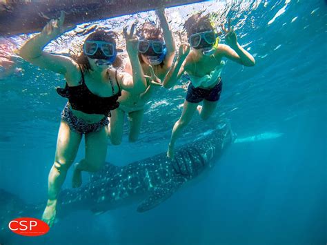 【ジンベイザメウォッチング】﻿ ﻿ 巨大なジンベイザメすぐ間近に😳‼️﻿ ﻿ ジンベイザメと一緒に泳げるなんて夢見たい💭💕﻿ ﻿ 大興奮間違いなしのこの経験は﻿ ぜひセブ島でっ ﻿ ﻿ セブ島