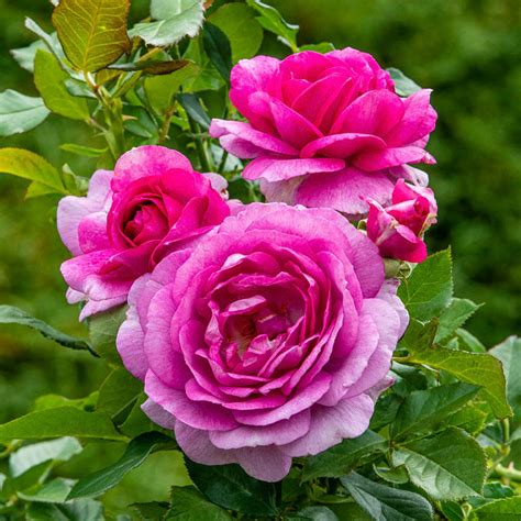 Perfume Factory Hybrid Tea Rose Save Up To 75 Breck S