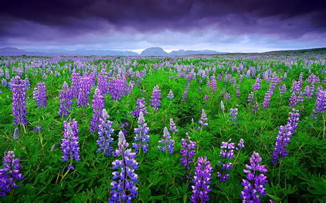 Lupine Flowers In Netherlands Flowers Nature Clouds Sky Field