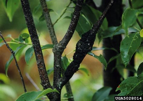 Diseases Of Cherry Trees What To Do When A Cherry Tree Looks Sick
