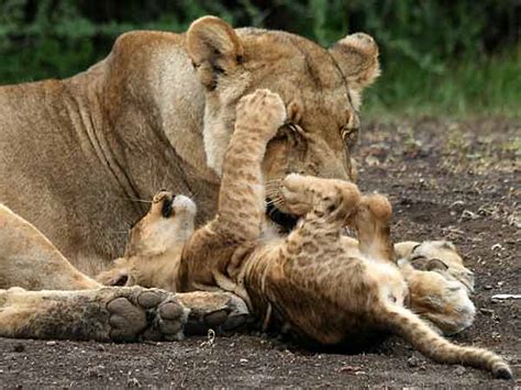 Baby Lion Playing With Patient Mother Mashatu Game Reserve Botswana