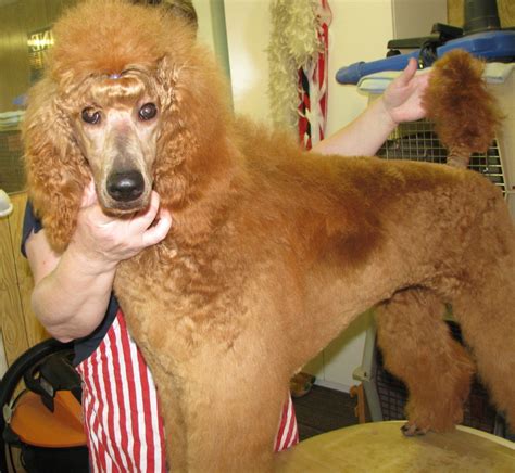 Learned The Puppy Pro Cut Today Poodle Forum Standard Poodle Toy