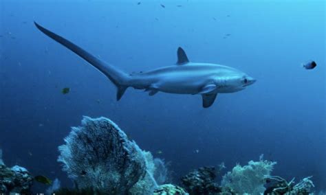 A Look Into The Life Of Thresher Sharks Thresher Shark Indonesia