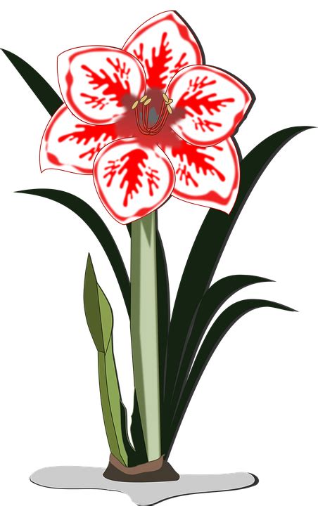 Amaryllis Clip Art Flor Free Vector Graphic On Pixabay