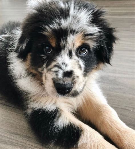 The Cutest Little Australian Shepherd Puppy That I Ever Did See Cute