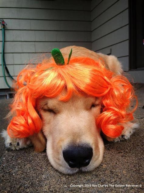 Dig in for grrr angels. Ray Charles the Golden Retriever - Happy Halloween ...