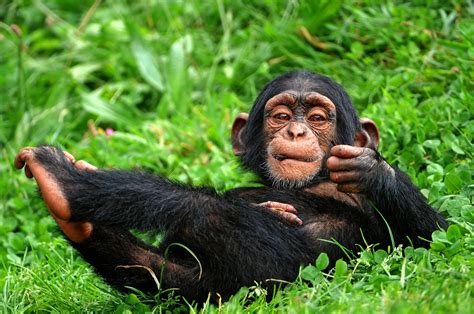 Chimpanzee Wallpapers Top Free Chimpanzee Backgrounds Wallpaperaccess