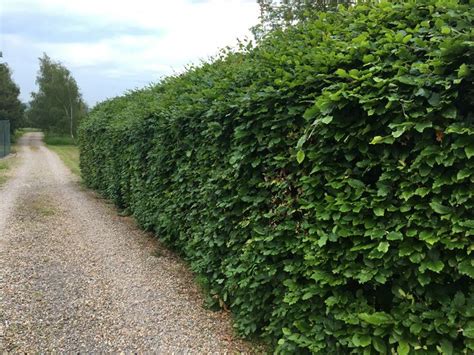 Beech Hedge in 2021 | Hedging plants, Hedges, Fence landscaping
