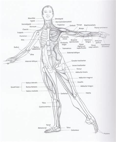 To get started, choose a muscle group either on the muscle chart or in the muscle list on this page. Basic anatomical diagram including bones and major muscle ...