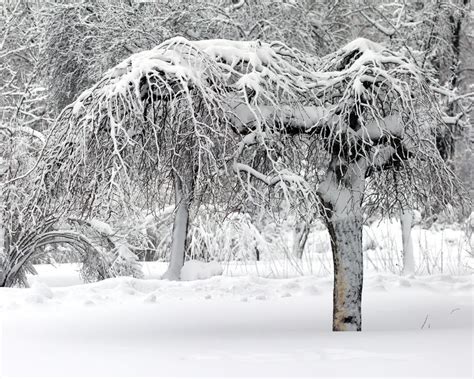 Winter Tree Stock Image Image Of White Season Snow 65188799
