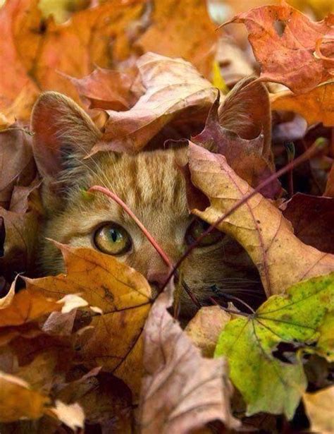 30 Cat Photos Of Some Cats Playing Smart At Hide And Seek