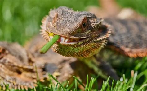 What Do Bearded Dragons Eat Best Food List And Feeding Guide