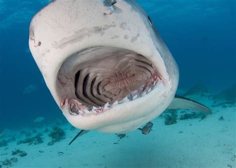 Discover The Biggest Tiger Shark Ever Caught Off Florida Wiki Point