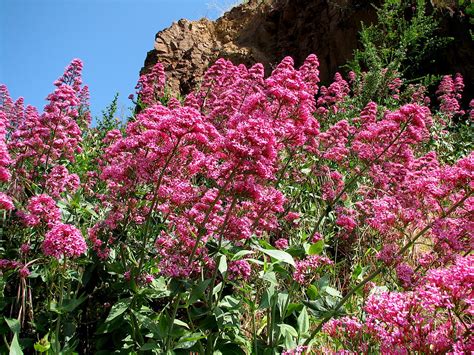 Unknown Beautiful Pink Wildflowers On A Hill In San Franci Flickr