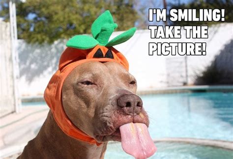 Dog Memes That Are Sure To Make You Smile Readers Digest Canada