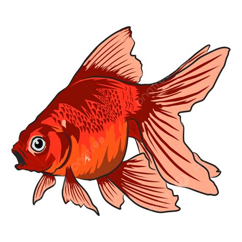 Red Goldfish Illustration Fish Animal Red Goldfish Png And Vector