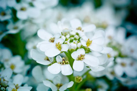 Free Images Nature Branch Blossom White Sunlight Flower Petal