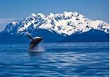 Alaskan Whale Cruise Pictures