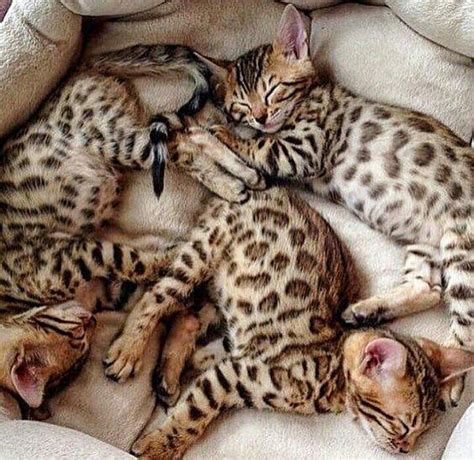 Flat Chested Kitten Syndrome In Bengal Cats Poc Our Relationship
