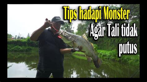 In malaysia it is milo. Tips Hadapi Ikan Monster Agar Tali Tidak Putus! - YouTube