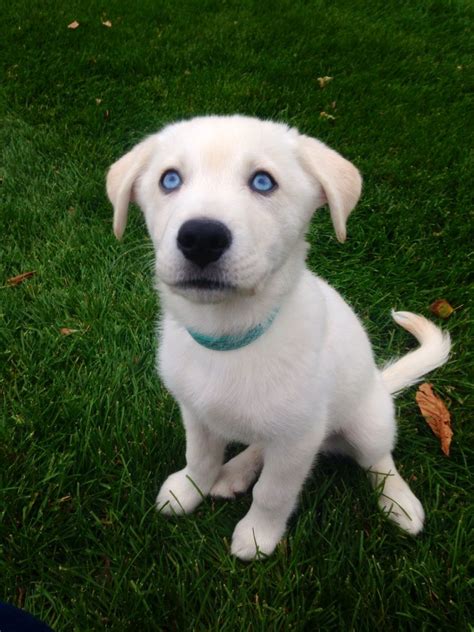 Blue Eyes Goberian Dog