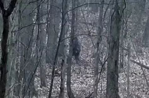 Hikers Spot Bigfoot Lurking In Woods After Finding Pile Of Bones