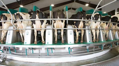 Robotic Milking A Process That Is Advancing The Dairy Farms