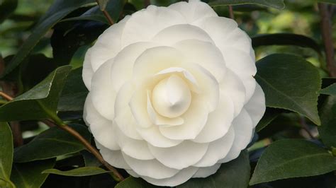 Same day or next day delivery is available. Flower That Looks Like A Rose with White Camellia Japonica ...