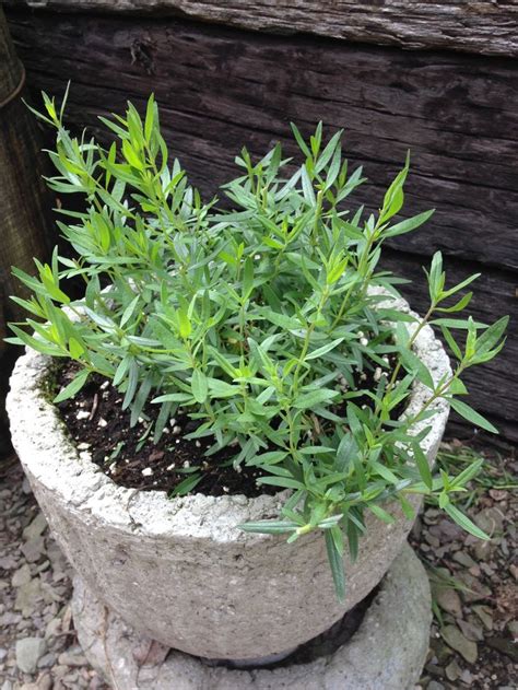 Can Anyone Identify This Herb Looks Like Rosemary But The Leaves Have A Peppery Odor And No