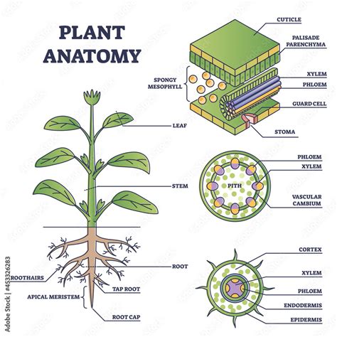 Plakat W Ramie Plant Anatomy With Structure And Internal Side View