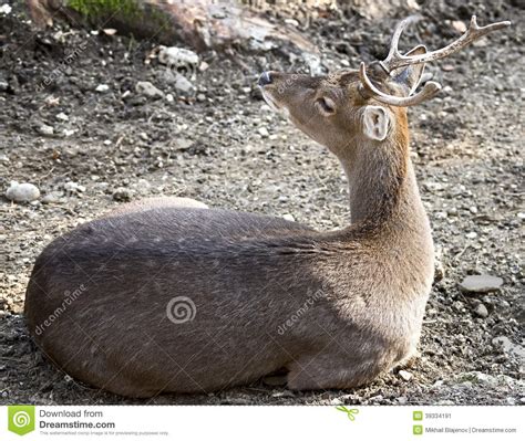 Sika Deer 3 Stock Image Image Of Nice Prudence Animal 39334191