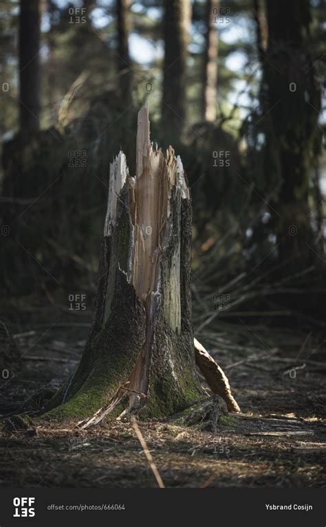 Stump Of Broken Tree Trunk In Forest Stock Photo Offset