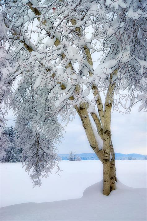 Winters Dream Photograph By Darylann Leonard Photography Pixels