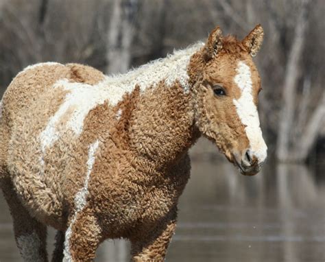 Exquisite Wonders Unraveling The Enchanting Realm Of Rare Horse Breeds