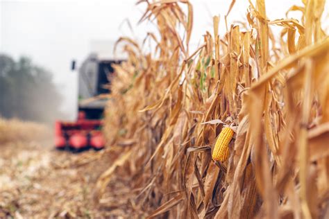 Harvesting Corn Crop Field Combine Harvester Working On Plantat Tank