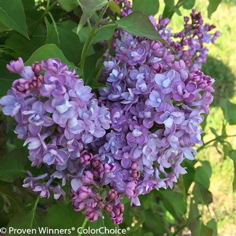 Scentara Double Blue Lilac Plant Addicts
