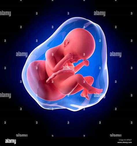 Fetus 24 Weeks Hi Res Stock Photography And Images Alamy