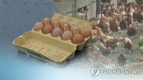 유통불가 살충제 계란 검출 농장 모두 49곳친환경농가 31곳