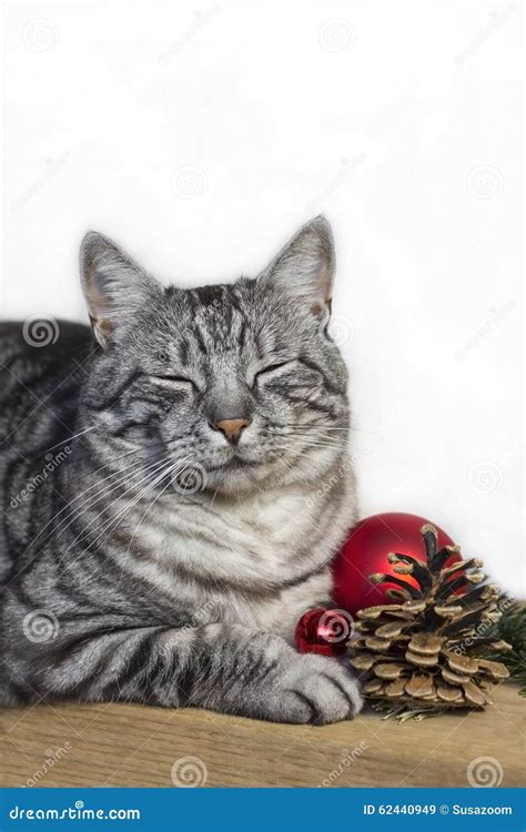 Tabby Cat Christmas