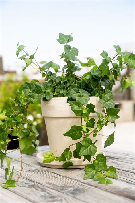 Incorporating English Ivy In Your Landscaping English Ivy Plant Ivy