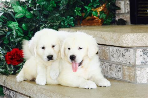 Look at pictures of golden retriever puppies who need a home. White Golden & English Crème Puppies for Sale Minnesota ...