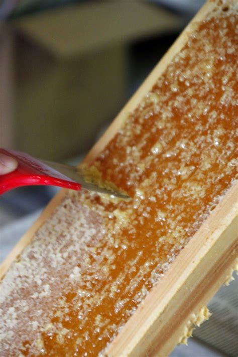 Step By Step Honey Harvesting Tutorial For Beekeepers Beekeeping