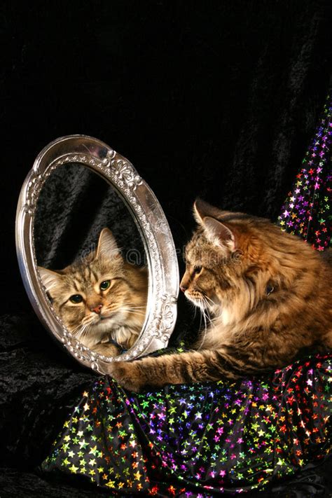 Browse 362 cat mirror image a tiger stock photos and images available or start a new search to explore more stock photos and images. Cat In A Mirror Stock Photography - Image: 24161352