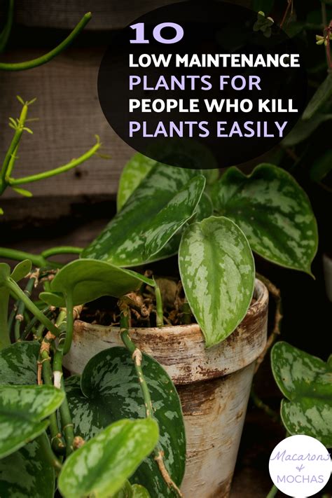 10 Houseplants That Are Seriously Hard To Kill In 2020 Plants Air